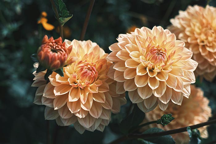 Unas flores rosadas