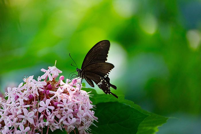 Una mariposa sobre una flor de jazmín