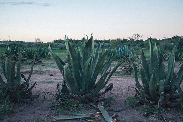 Campo de agave